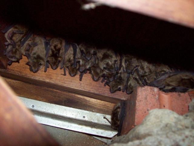 Bat Removal